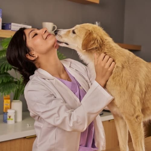 Veterinary Practice